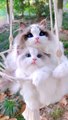 Beautiful Cat's Style  #cat #cats #cute #cutecat #cutecats #pets #animals