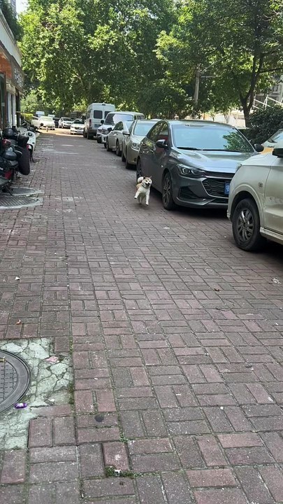 FUNNY PET DOG DANCING