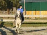 Cours equitation 478