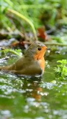 Beautiful bird nature beauty