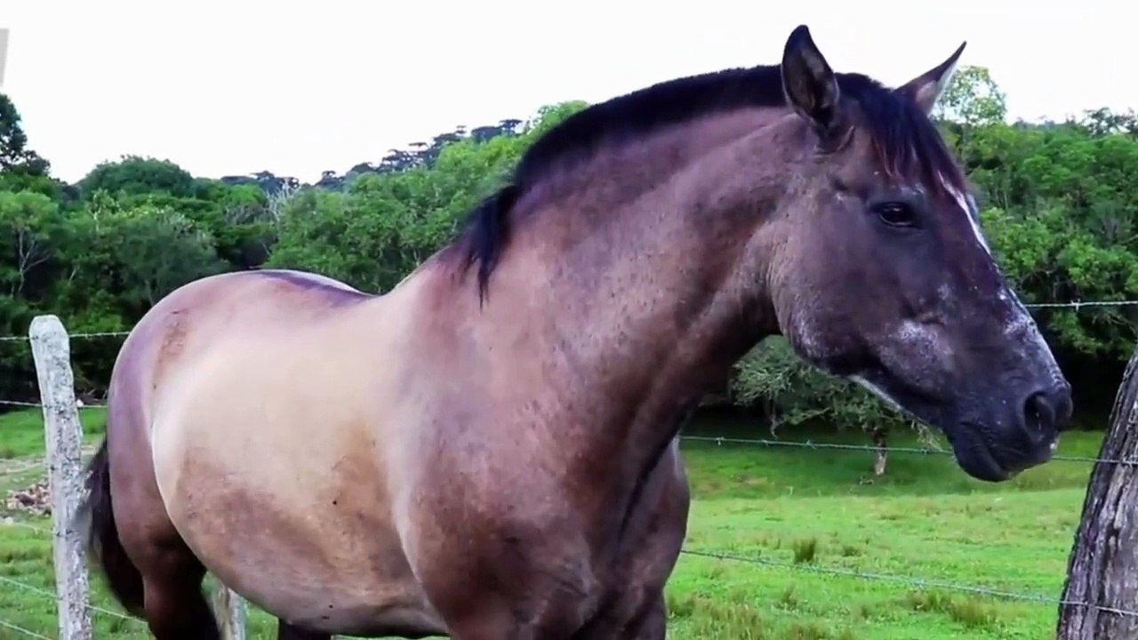 Horse Sound Effect - Horse Neighing - Farm Animal Sound