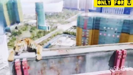 Friendship of Lion & Kid, interesting Clip