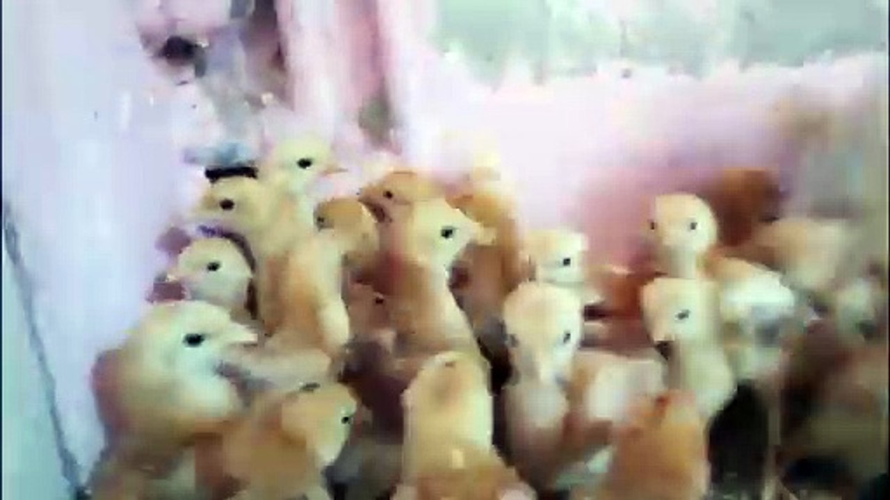 RIR Chicks