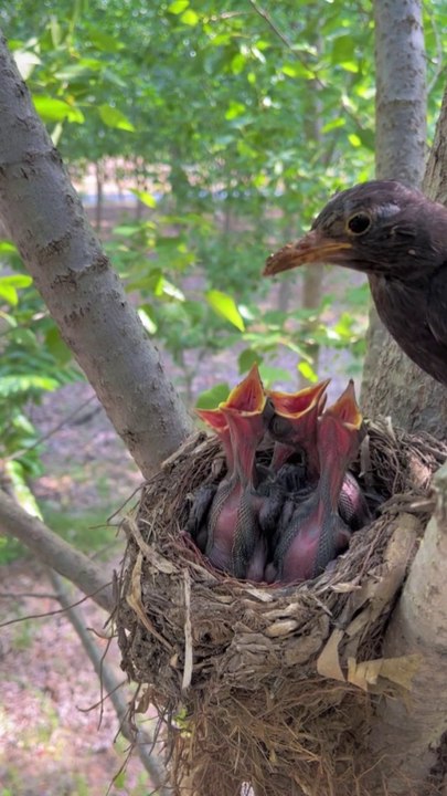 Nest life