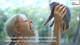 Do Cats See Color?