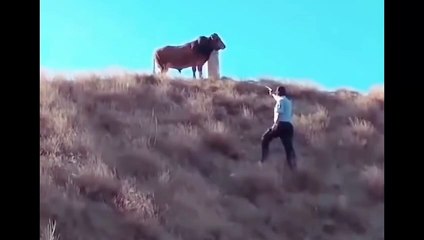 Funny Cow I Cow got angry .