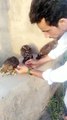 How to train Eagle bird babies | Eagle training | Eagle Birds | Falconry training in Pakistan