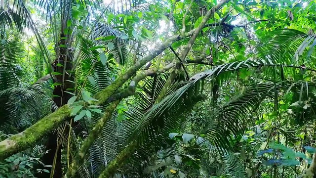 Amazon Jungle 4K Wild Animals of Rainforest Relaxation Film Meditation Music Nature Sounds