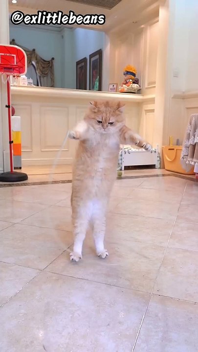 Cat jump rope.mp4