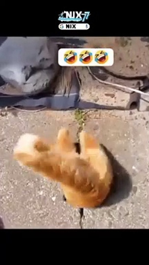 Funny video funny