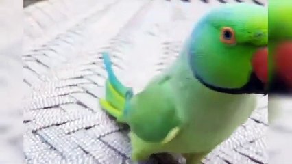 parrot speaking funny video(360P)