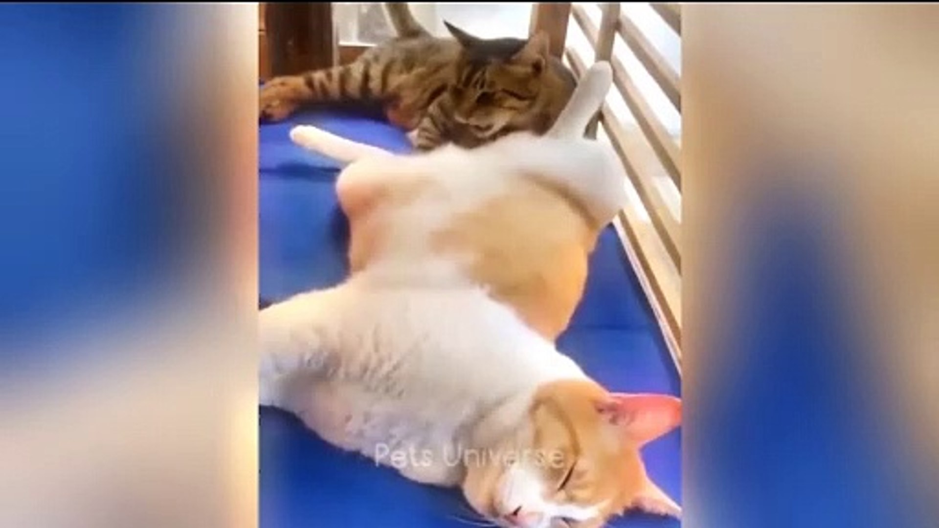 ⁣Pets funny videos | pets funny | funny videos | cats | dogs