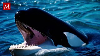 ¿Por qué se considera a las orcas como animales asesinos?; la verdad detrás del nombre