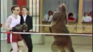 Kangaroos in the boxing ring