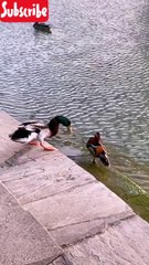 Fight between Beautiful Bird's