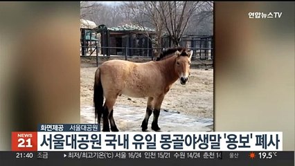 서울대공원 국내 유일 몽골야생말 '용보' 폐사