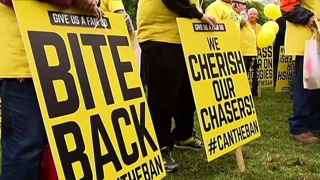 Dog death at Wentworth Park prompts renewed scrutiny on Greyhound racing