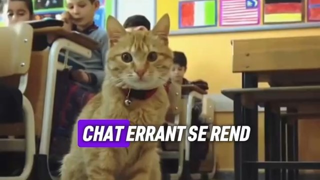 Ce chat se rend tout les jours dans cette classe (partie 2)