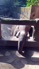 Elephant want talk to me