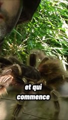 Top 10 des araignées les plus dangereuses du monde