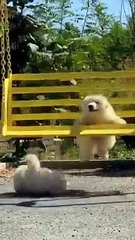 such_a_very_beautiful_animal_❤️_#song_#1000subscriber_#1millionviews(360p)