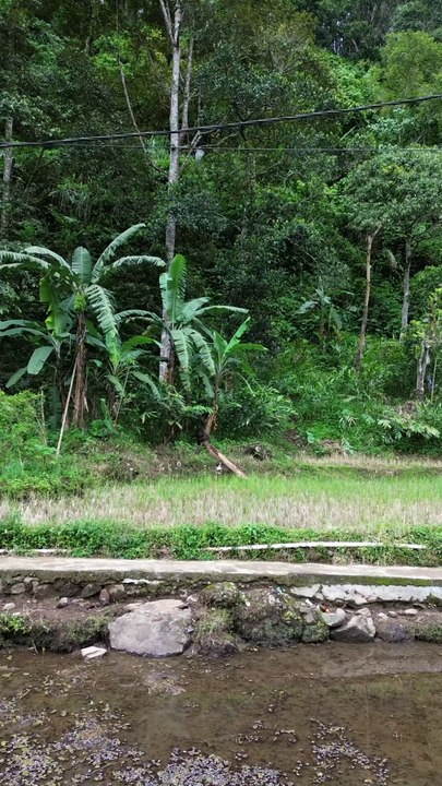 Persawahan ke Curug cikarancak