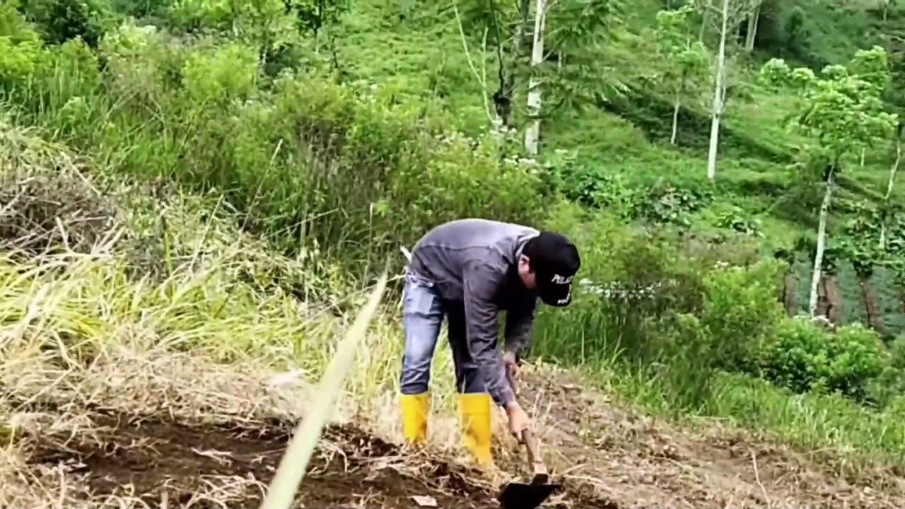 INITIAL PROCESS OF OPENING NEW LAND IN INDONESIA TO START CROPPING