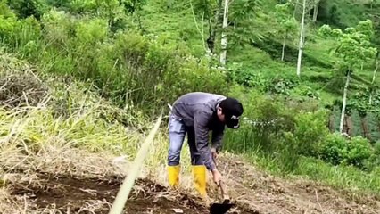 INITIAL PROCESS OF OPENING NEW LAND IN INDONESIA TO START CROPPING