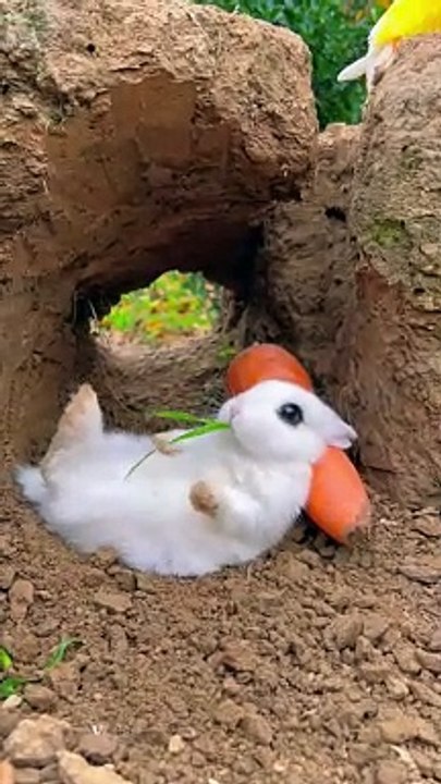 best rabbit breeds,best rabbit breed,best rabbit breeds as pets,