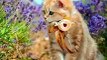 Beautiful Cat's Style  #cat #cats #cute #cutecat #cutecats #pets #animals #catsbeauty #catlover