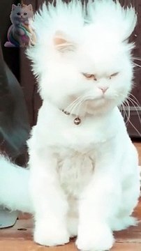 Beautiful Cat's Style #cat #cats #cute #cutecat #cutecats #pets #animals #catsbeauty #catlover