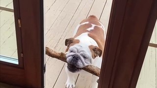 Bulldog's Hilarious Door Dash Will Have You Laughing!