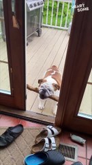Bulldog's Hilarious Door Dash Will Have You Laughing!