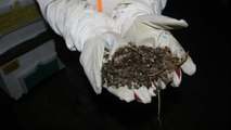 Çanakkale'de toplu arı ölümleri
