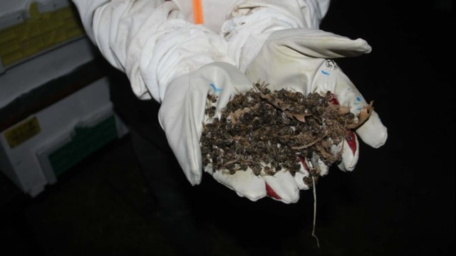 Çanakkale'de toplu arı ölümleri