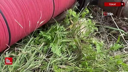 Tokat'ta çiftçi boru döşerken yılanla karşılaştı