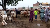 Behas K Bad Kitne Mein Final Diya | Live Soda | Bakra Eid 2024 | Shahpur Kanjra Mandi