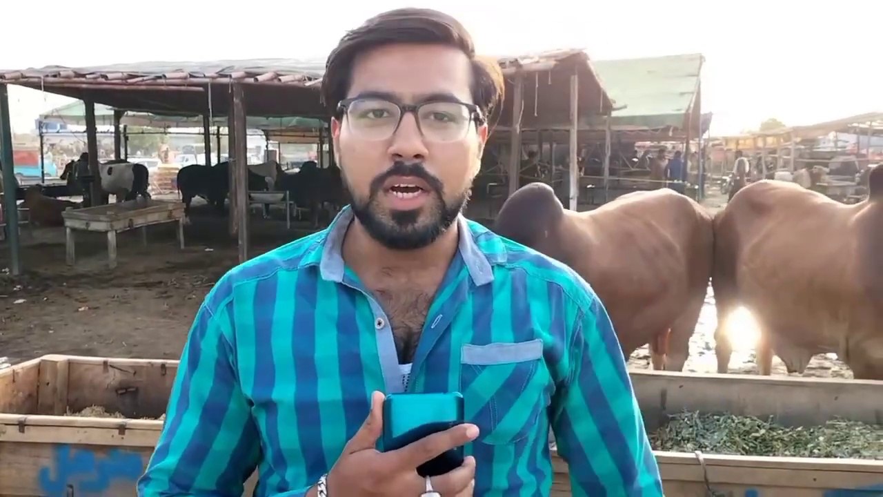 Visit Shahpur Kanjra Mandi Lahore Bakra Eid 2024 Kya Rate Chal Rahe Hain Dekhiye