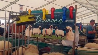 Meet the Valais Blacknose – possibly the prettiest sheep at Balmoral 2024