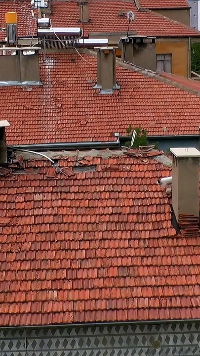 Avcı Kedi çatıda. Cat Predator's on the roof.