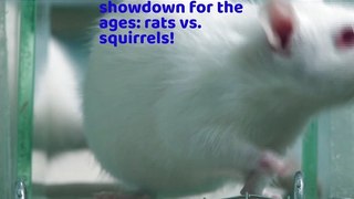 Rats VS Squirrel