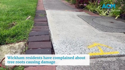 Tree roots Wickham - Newcastle Herald - May 2024