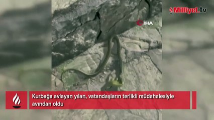 Kurbağa avlayan yılana anne terlikli müdahale