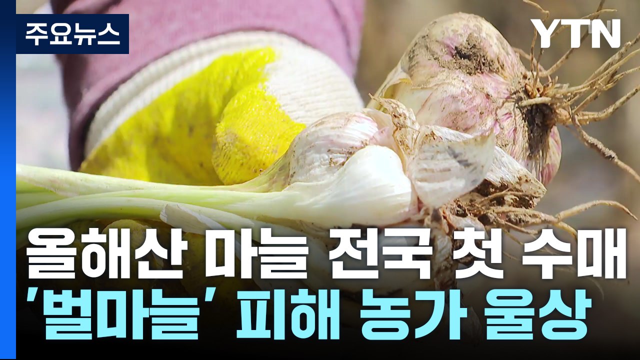 올해산 마늘 전국 첫 수매...'벌마늘' 피해 농가 울상 / YTN