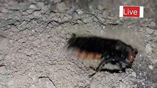 Diggerwasp diging a hole | diggerwasp