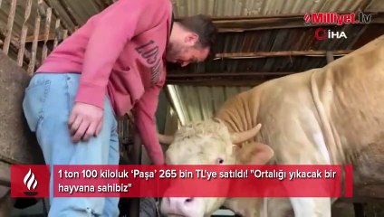 1 ton 100 kiloluk 'Paşa' 265 bin TL'ye satıldı