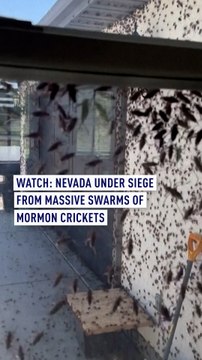 Watch: Nevada under siege from massive swarms of Mormon crickets