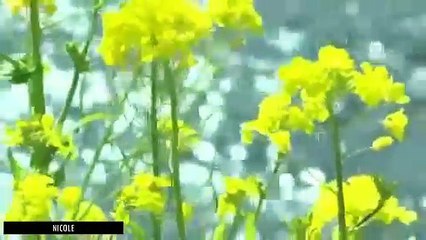 ALL THE REGRETS MUSIQUE DOUCE JOUE AU PIANO