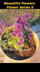 Beautiful Flowers l Flower Series 5