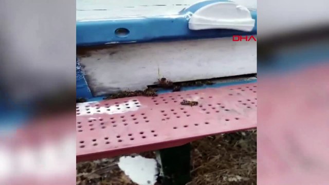 Çanakkale'de toplu arı ölümleri